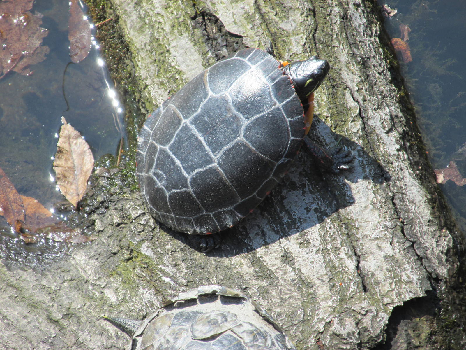 eastern painted turtle bronx zoo