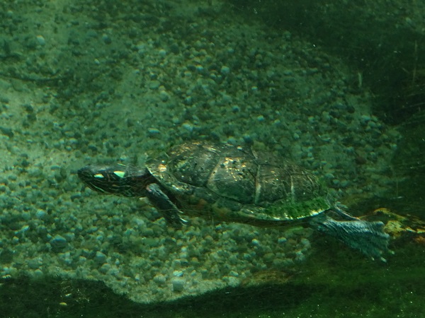 Eastern painted turtle (C. p. picta) ??