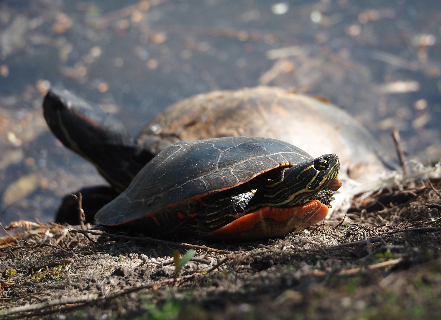 Eastern painted turtle (Chrysemys picta picta), 2025-04-12