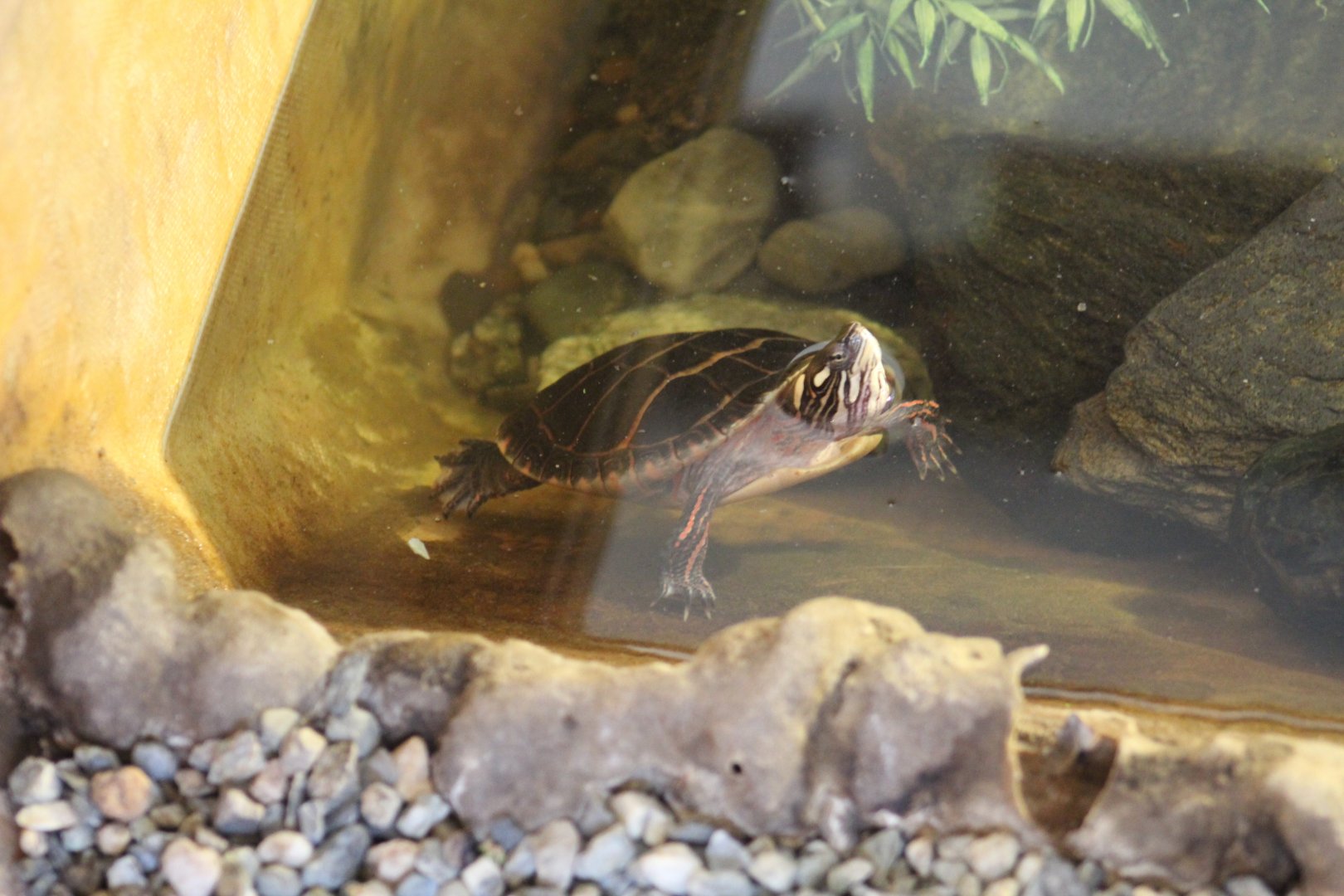 Eastern Painted Turtle