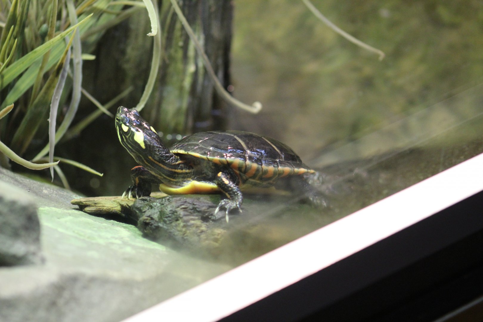 Eastern Painted Turtle