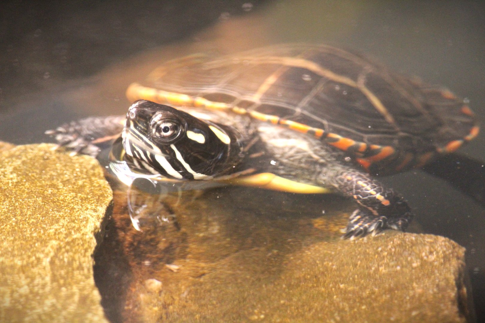 Eastern Painted Turtle