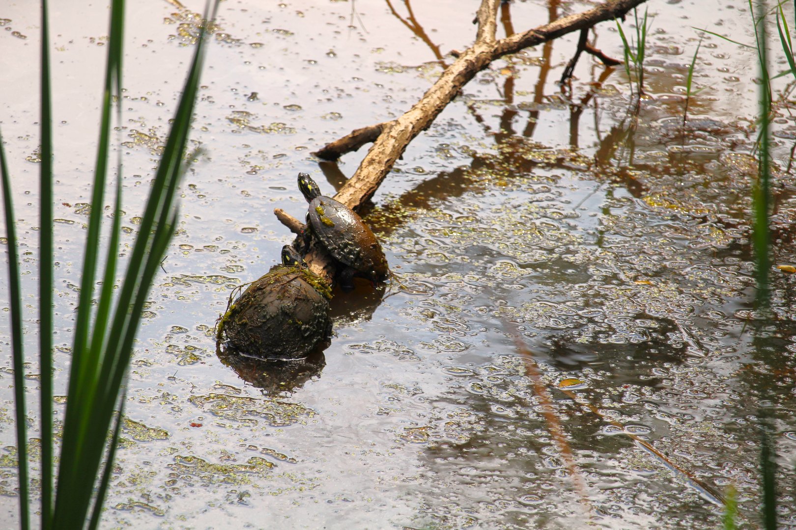 Eastern Painted Turtles