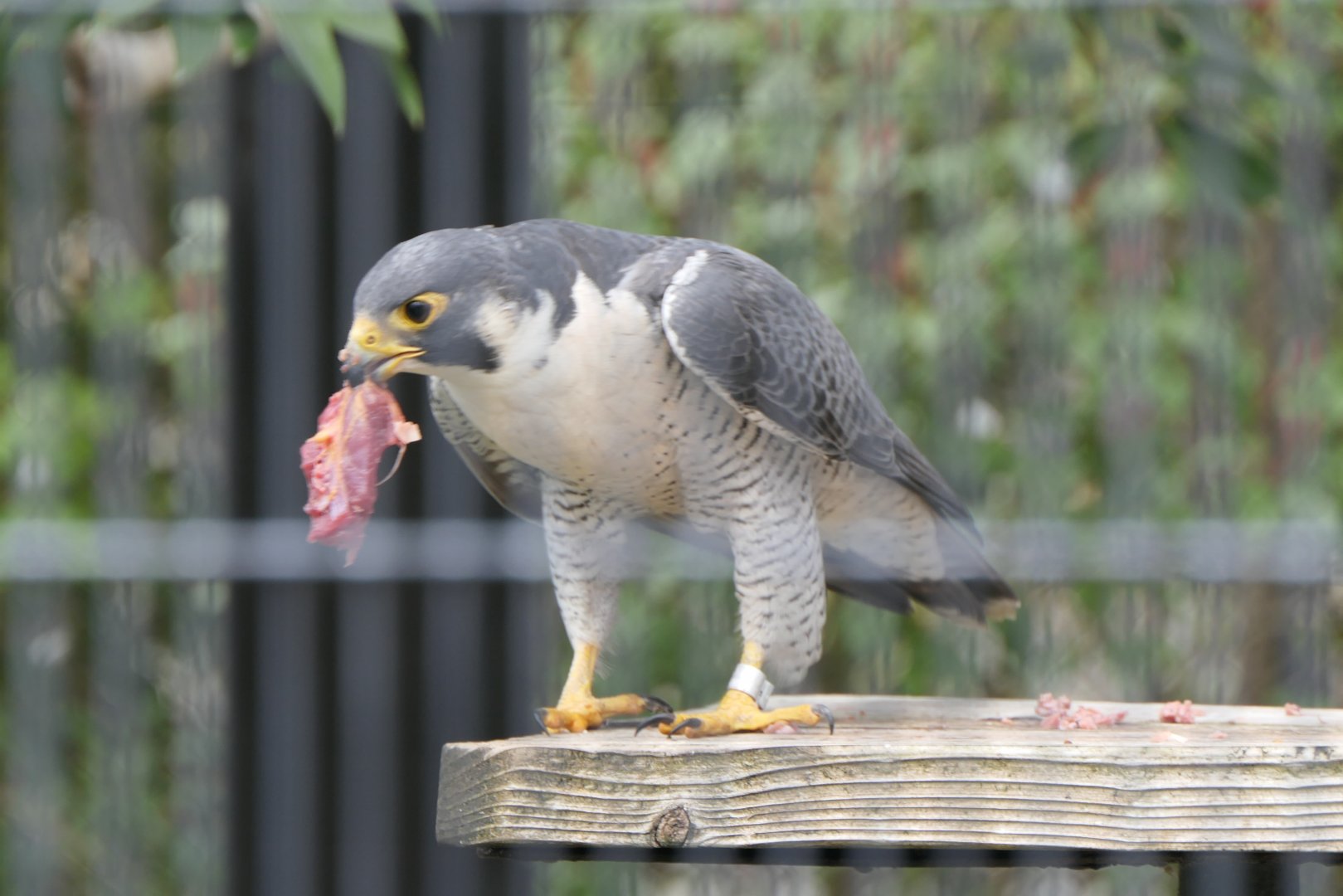 Eastern Peregrine Falcon (Falco peregrinus japonensis)