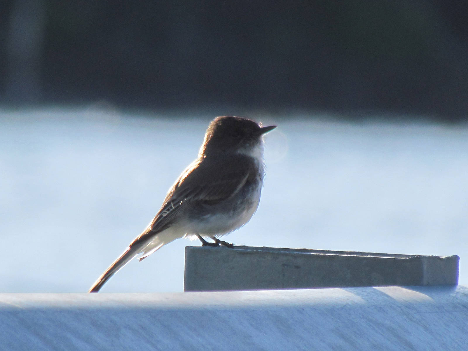 Eastern Phoebe