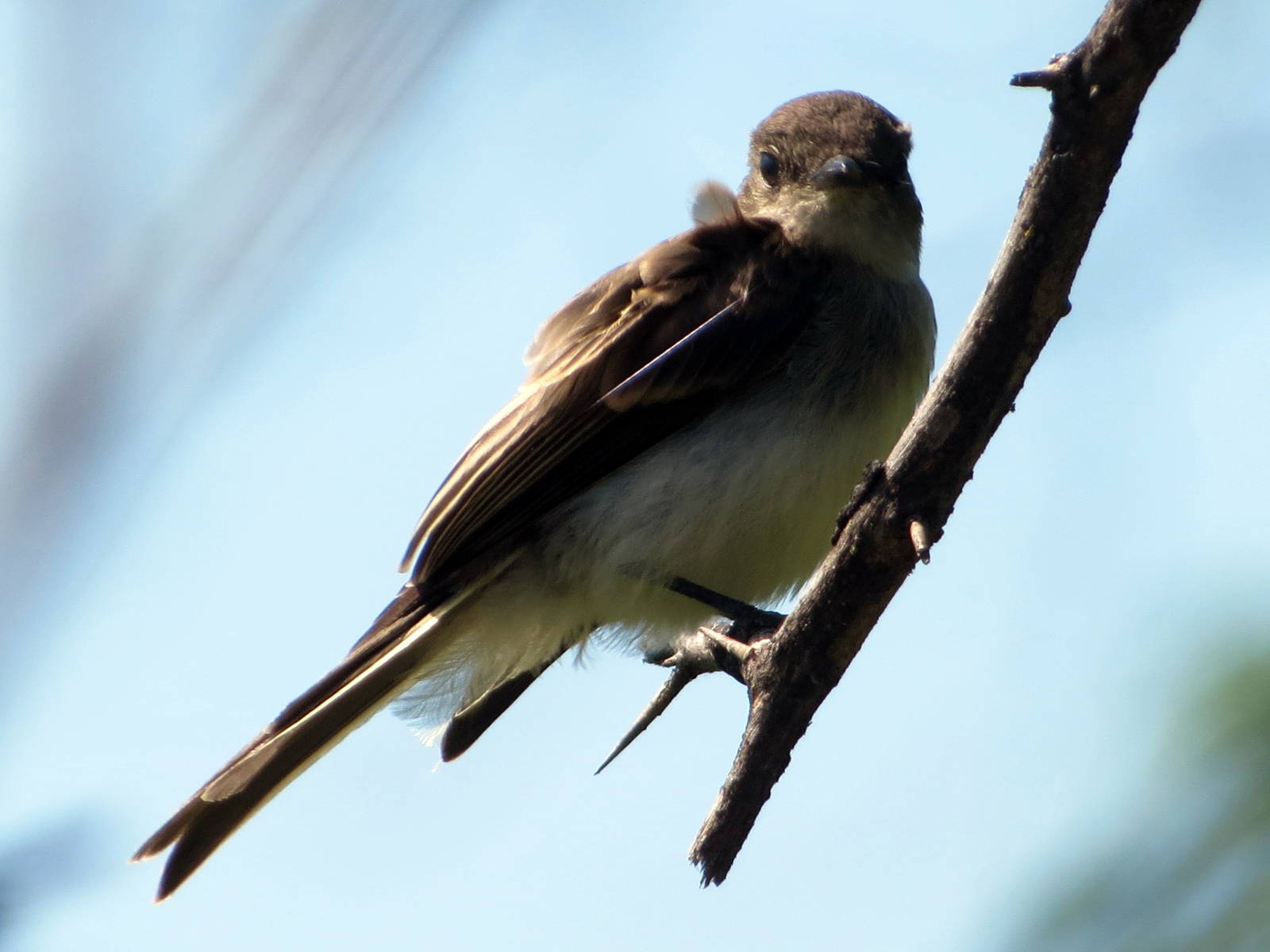 Eastern Phoebe