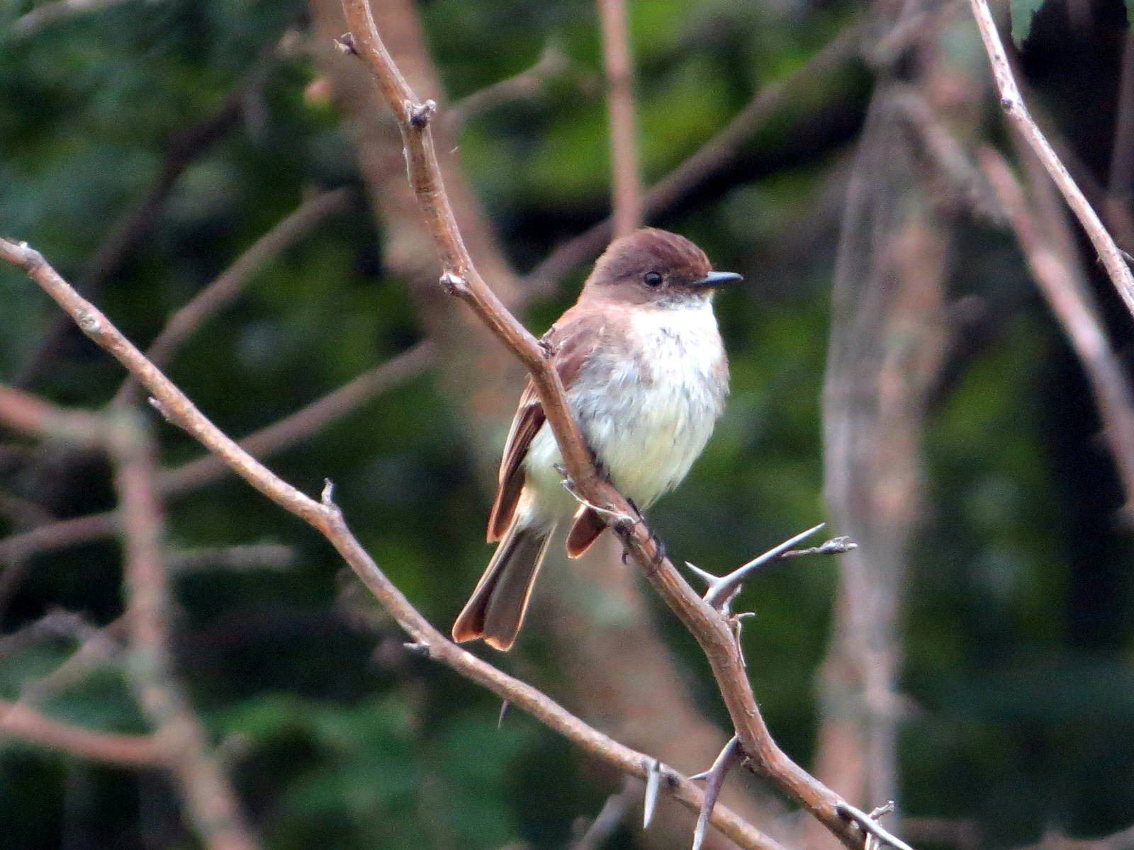 Eastern Phoebe