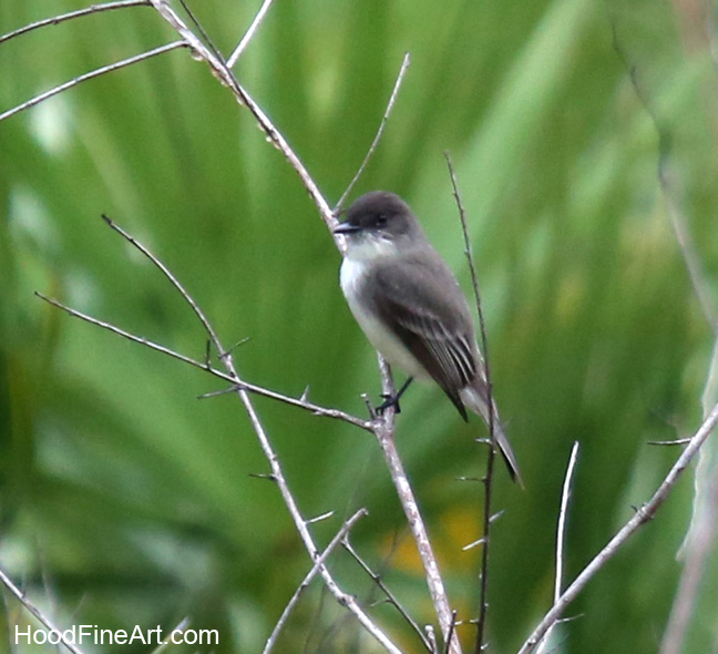 eastern phoebe