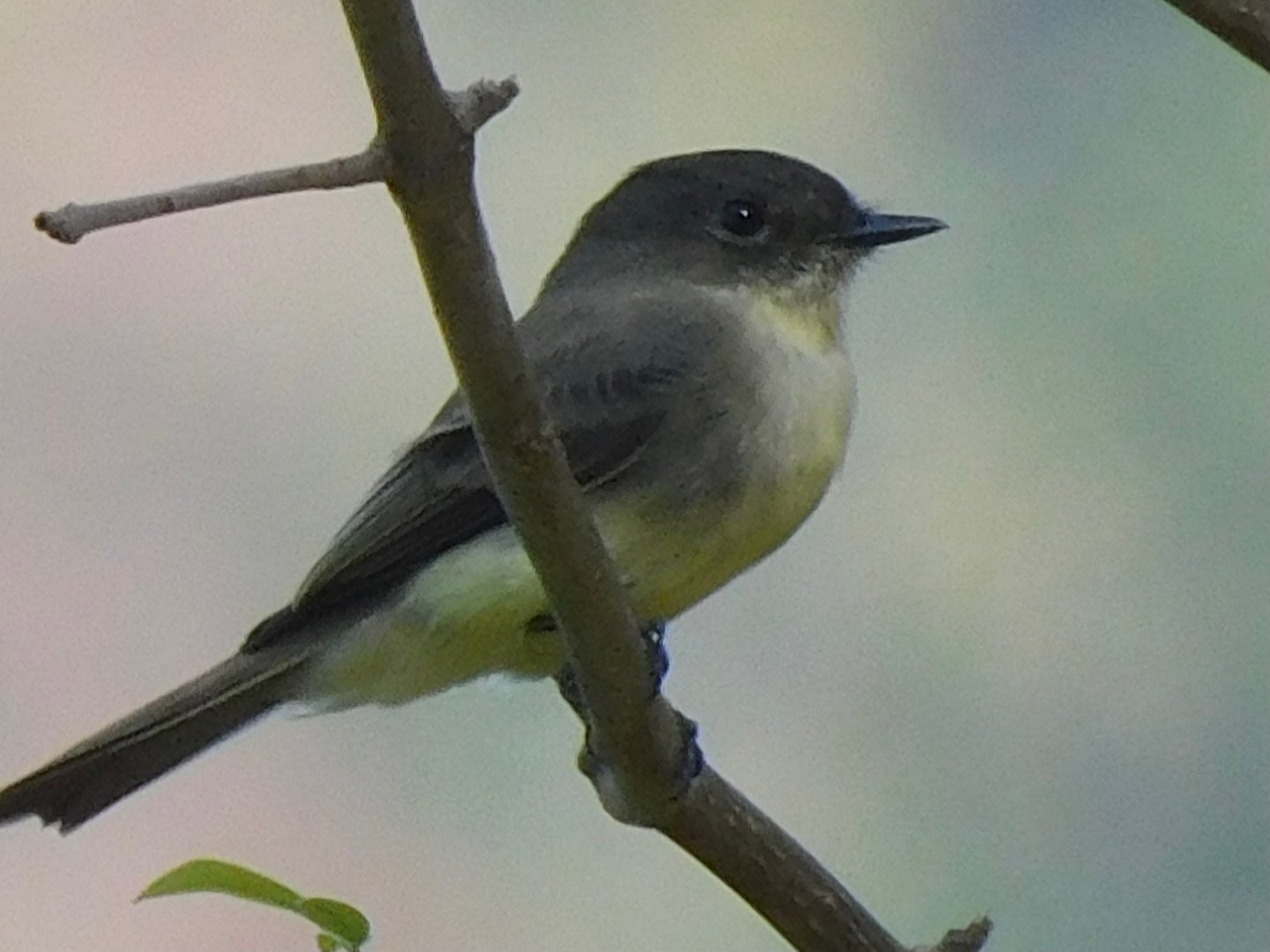eastern phoebe