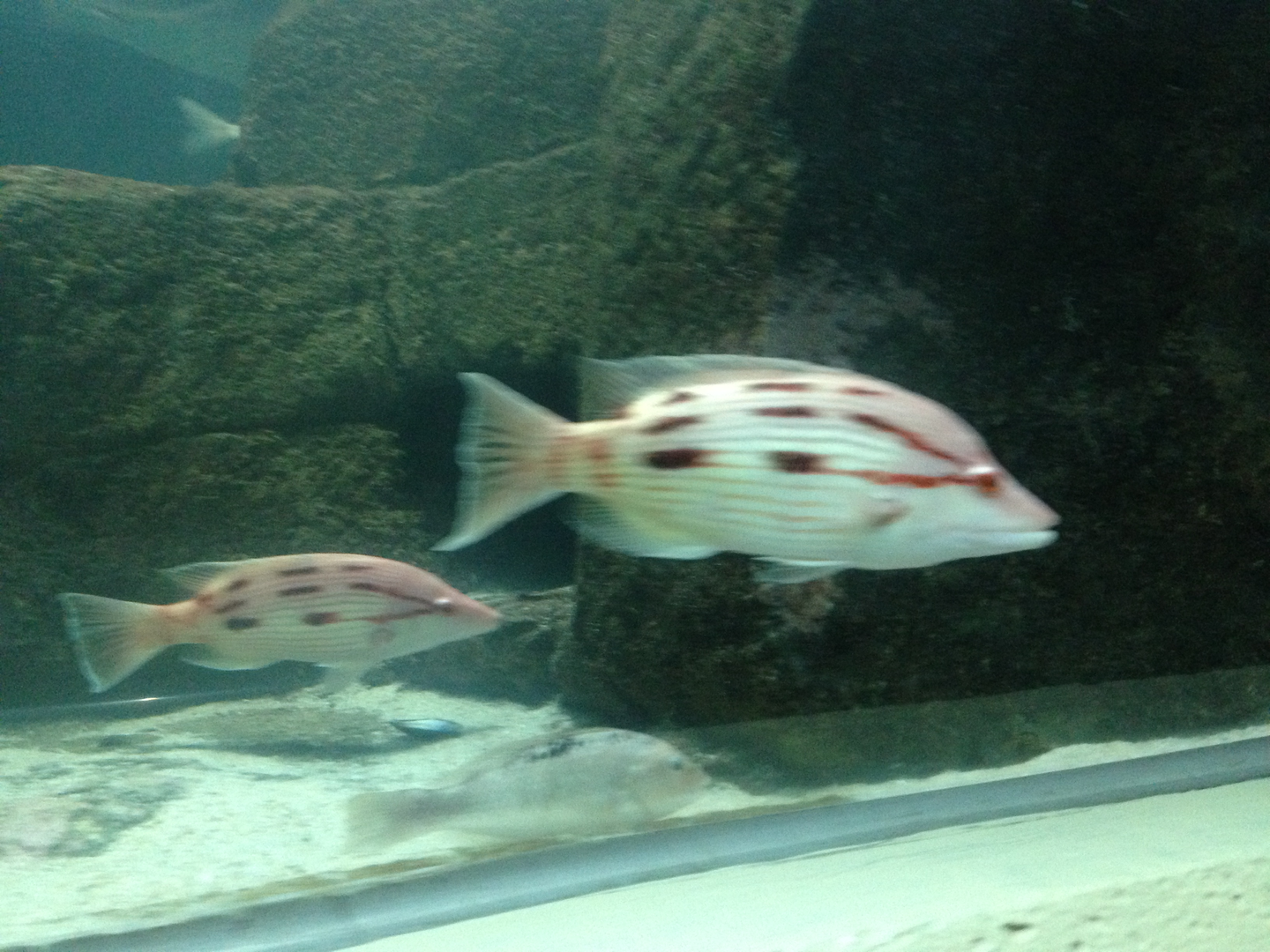 Eastern Pigfish - Kelly Tarlton's 2015