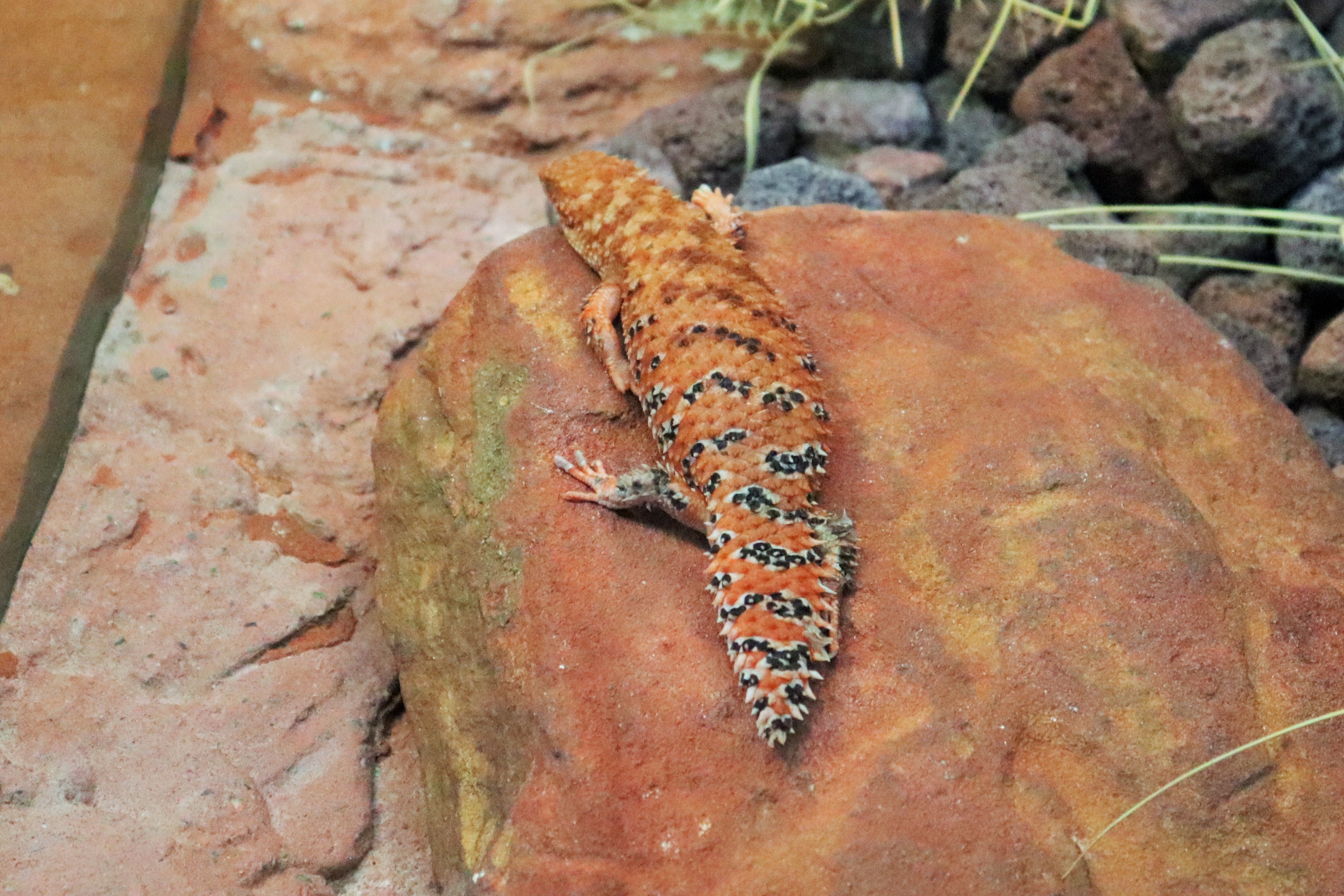 Eastern Pilbara Spiny-tail Skink (Egernia epsisolus)