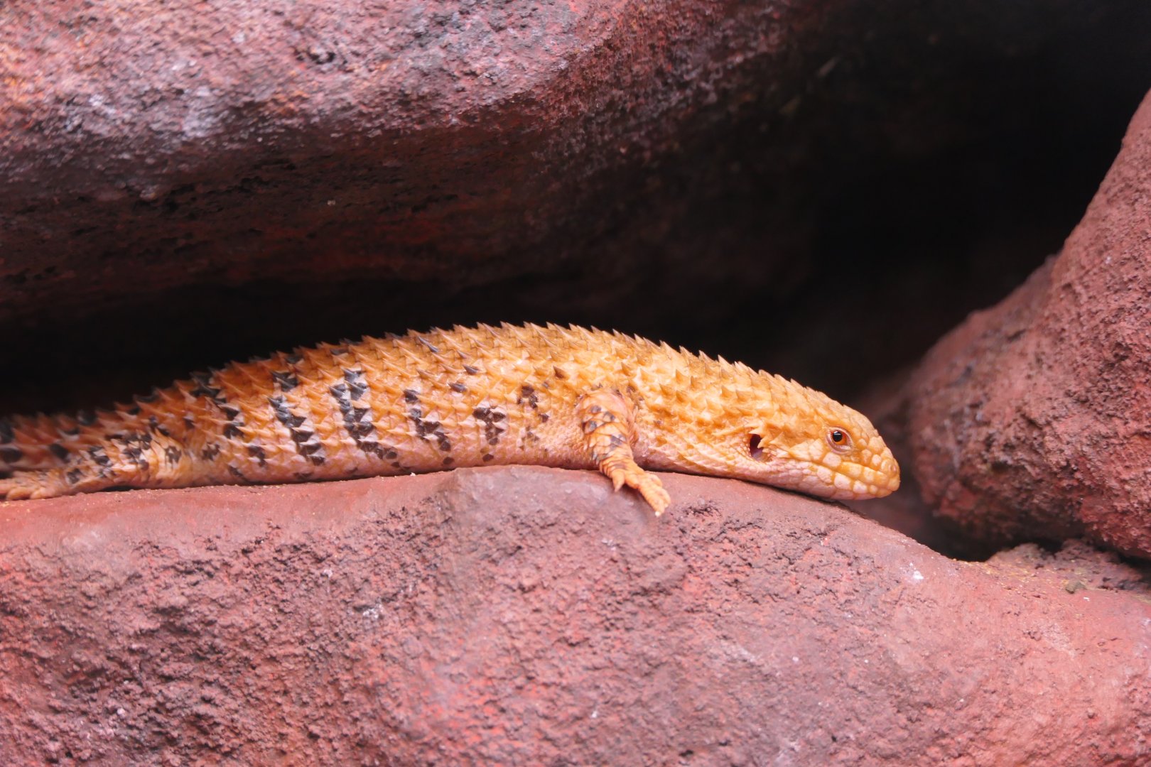 Eastern Pilbara Spiny-tail Skink (Egernia epsisolus)
