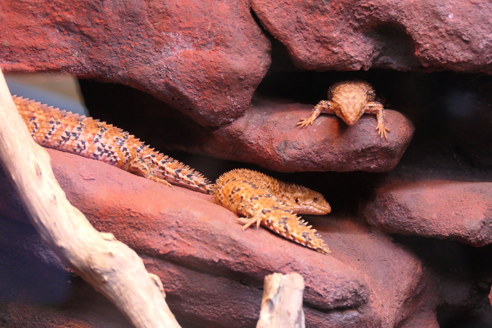 Eastern Pilbara Spiny-tail Skink (Egernia epsisolus)