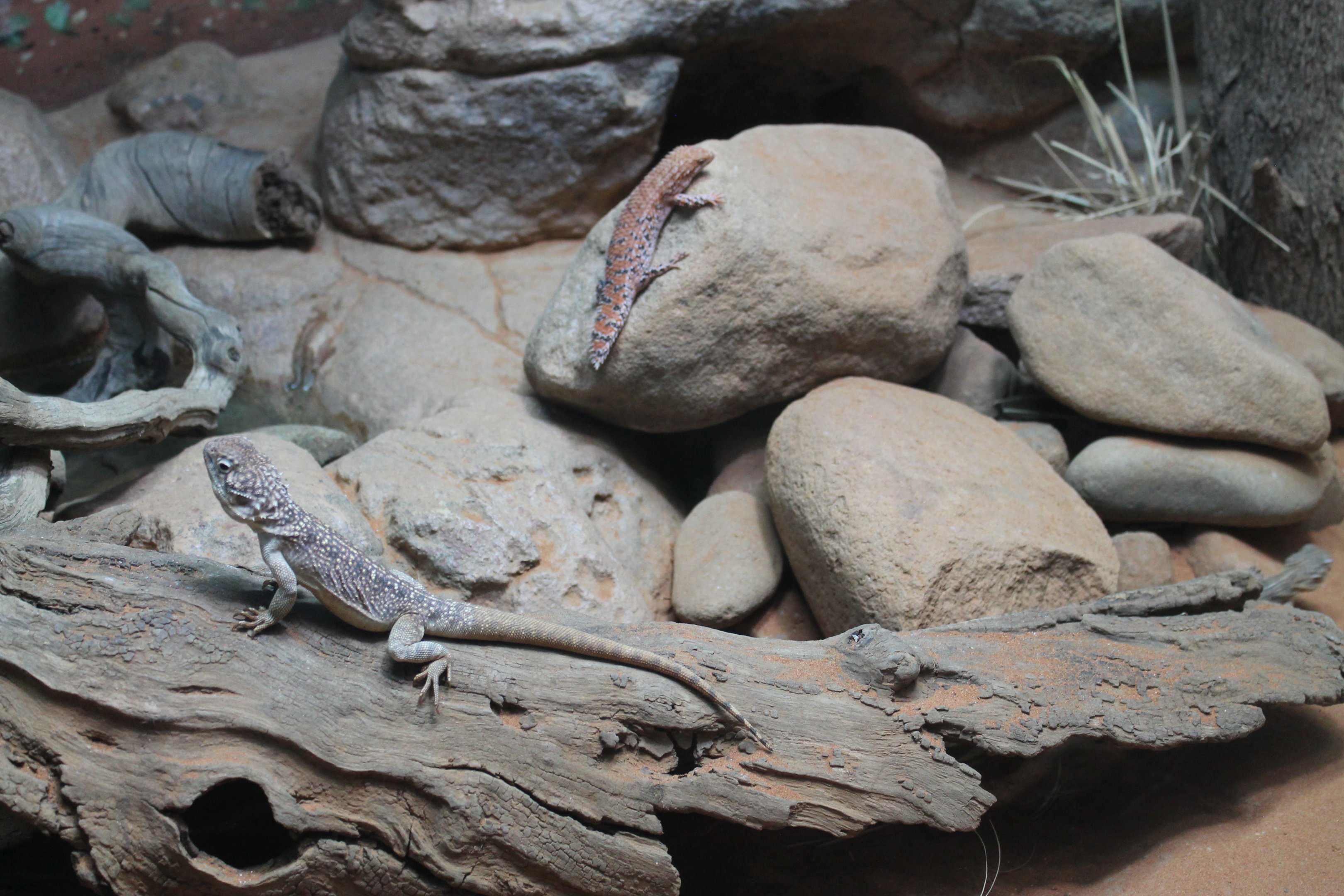 Eastern Pilbara Spiny-tailed Skink and Central Netted Dragons