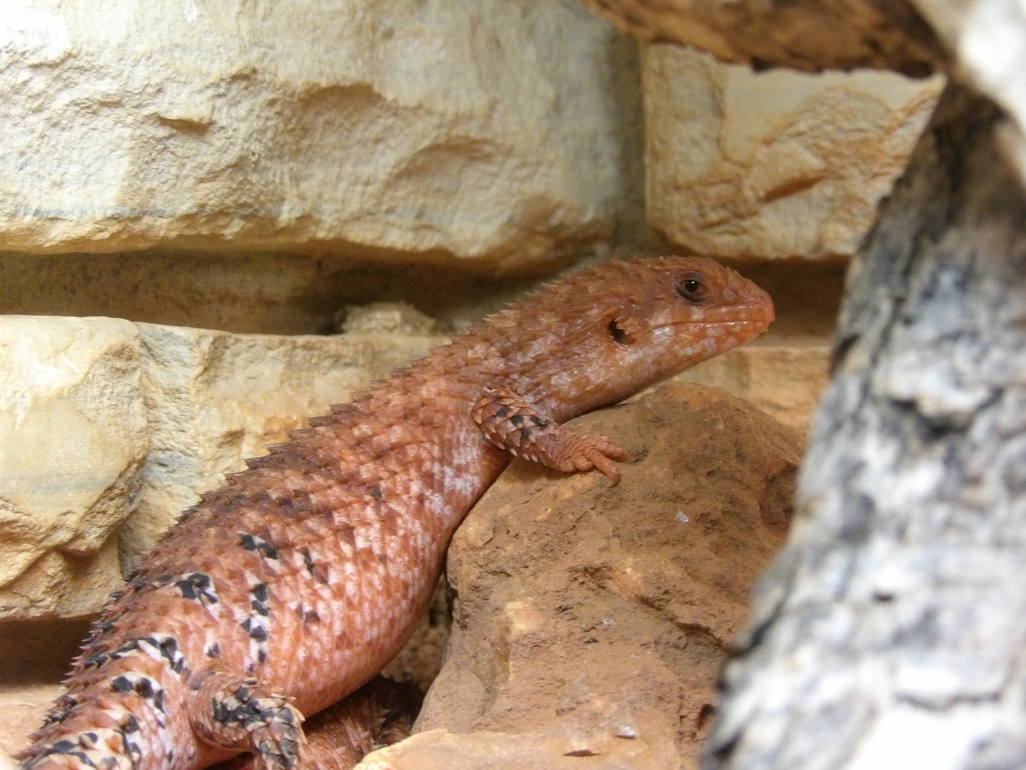 Eastern Pilbara Spiny-Tailed Skink(Egernia epsisolus)