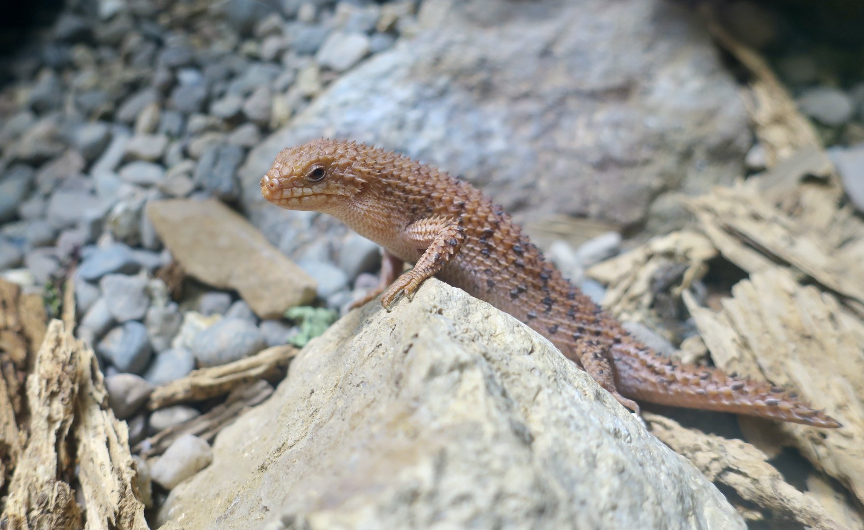 Eastern Pilbara Spiny-Tailed Skink (Egernia epsisolus)