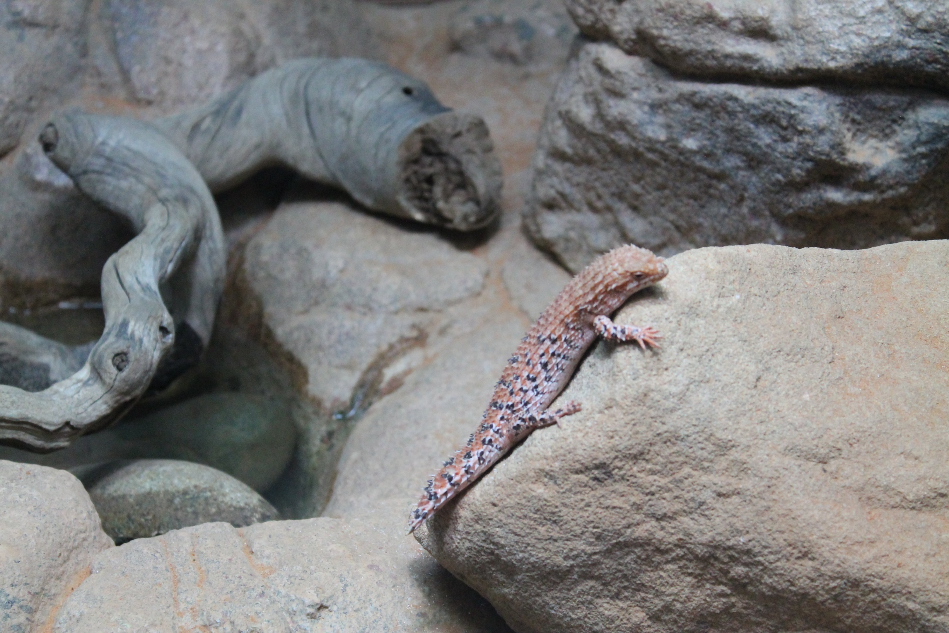 Eastern Pilbara Spiny-tailed Skink (Egernia epsisolus)