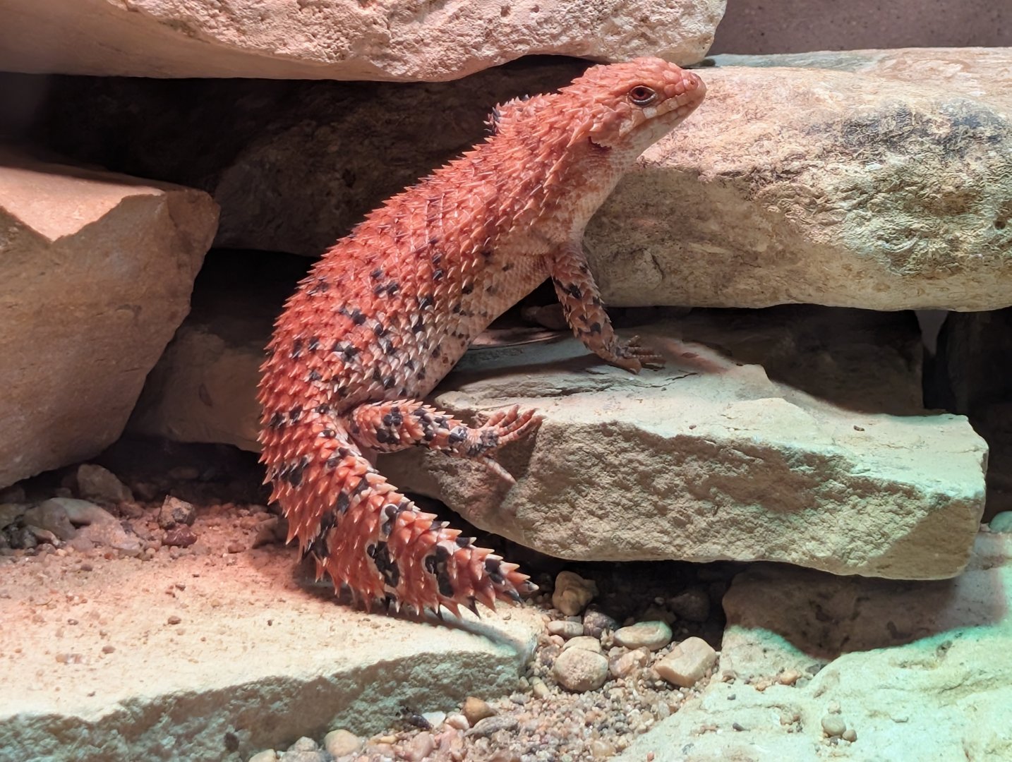 Eastern Pilbara Spiny-Tailed Skink(Egernia epsisolus)