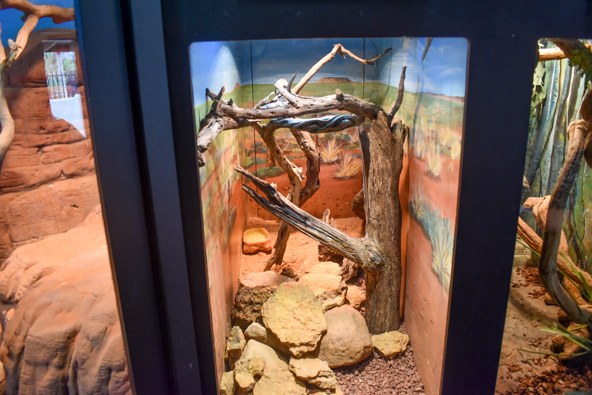 Eastern Pilbara Spiny-tailed Skink Enclosure