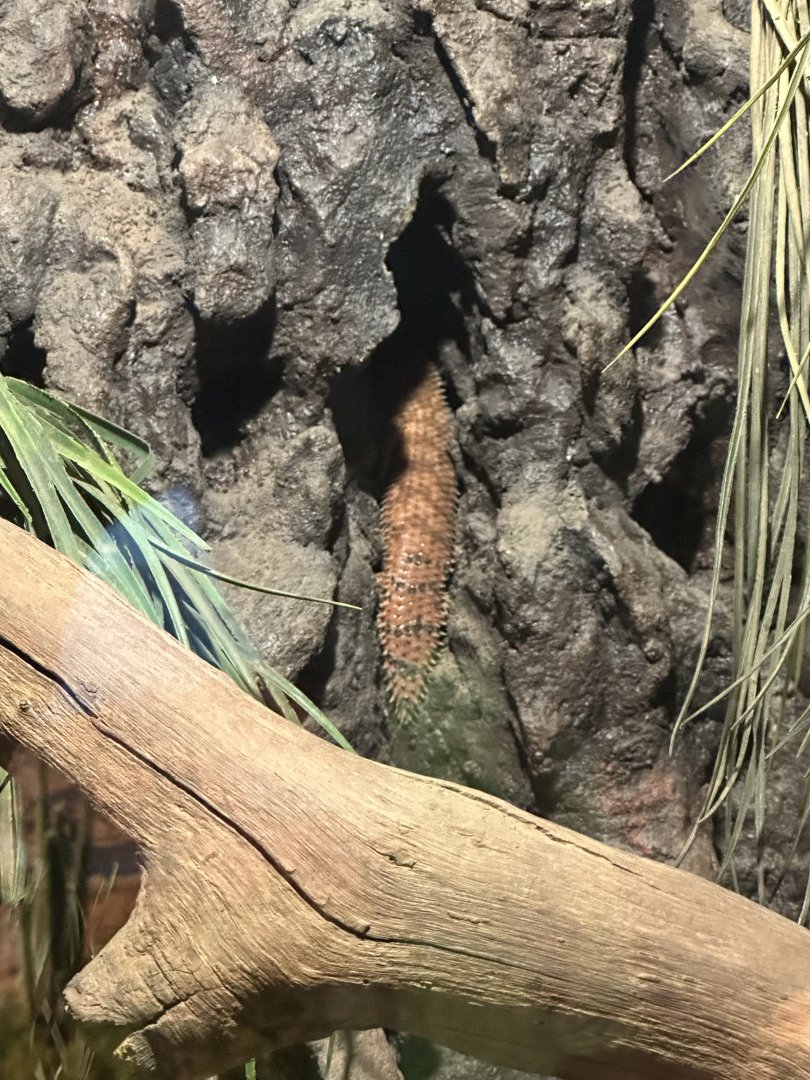 Eastern Pilbara Spiny-Tailed Skink hiding
