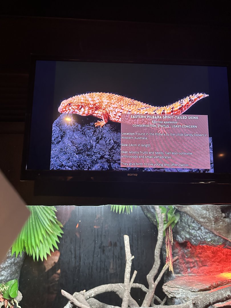 Eastern Pilbara Spiny-Tailed Skink signage