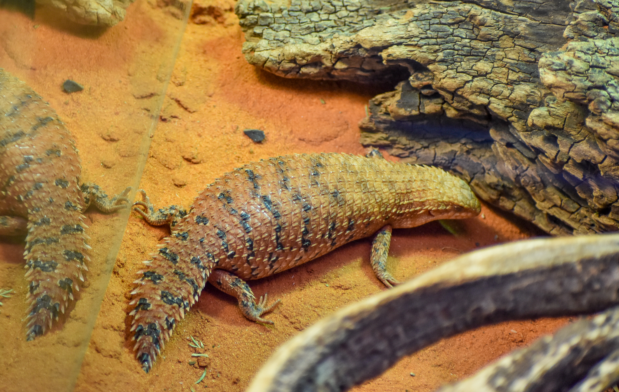 Eastern Pilbara Spiny-tailed Skink