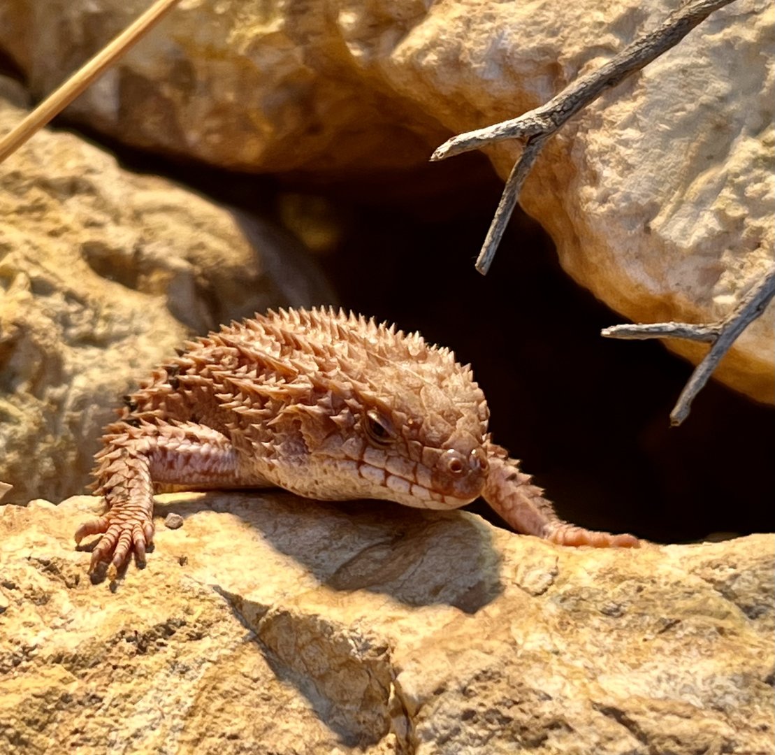 Eastern Pilbara Spiny-tailed Skink
