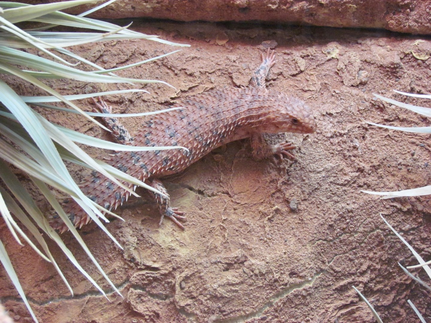 Eastern Pilbara Spiny-tailed Skink