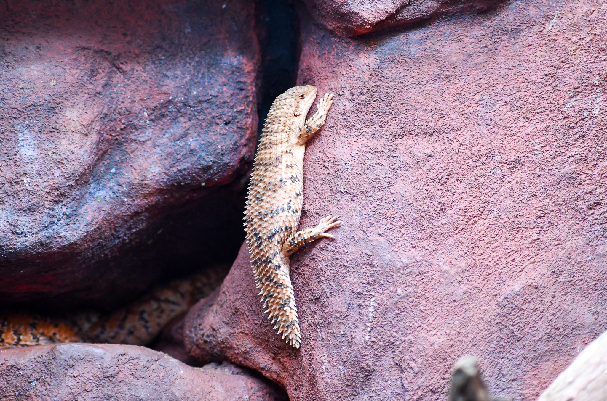 Eastern Pilbara Spiny-tailed Skink