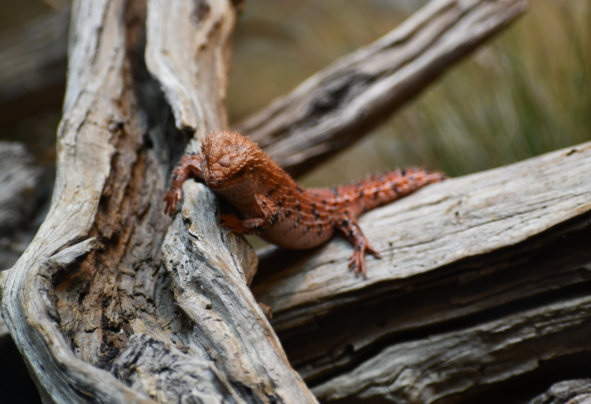 Eastern Pilbara Spiny-tailed Skink