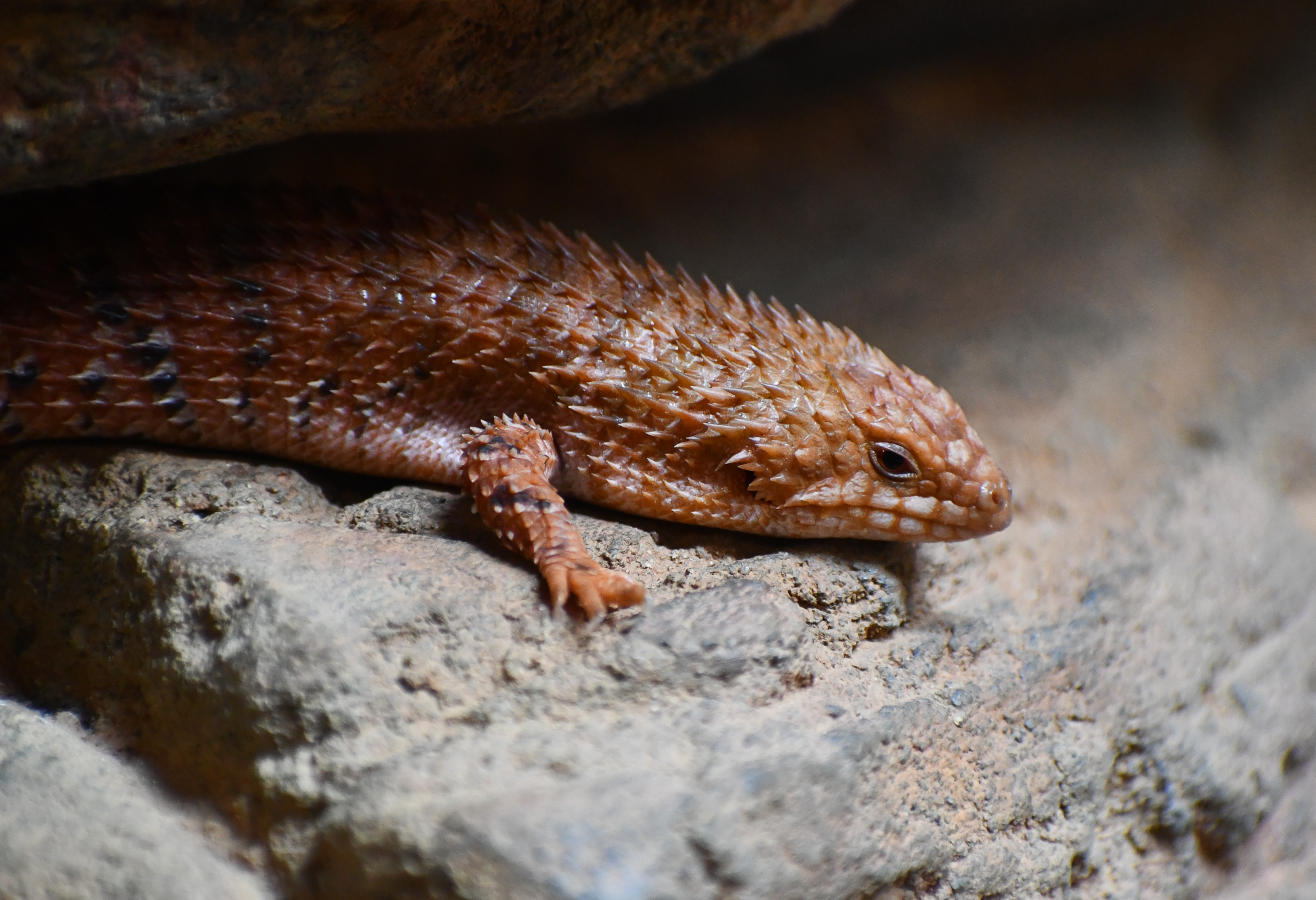 Eastern Pilbara Spiny-tailed Skink