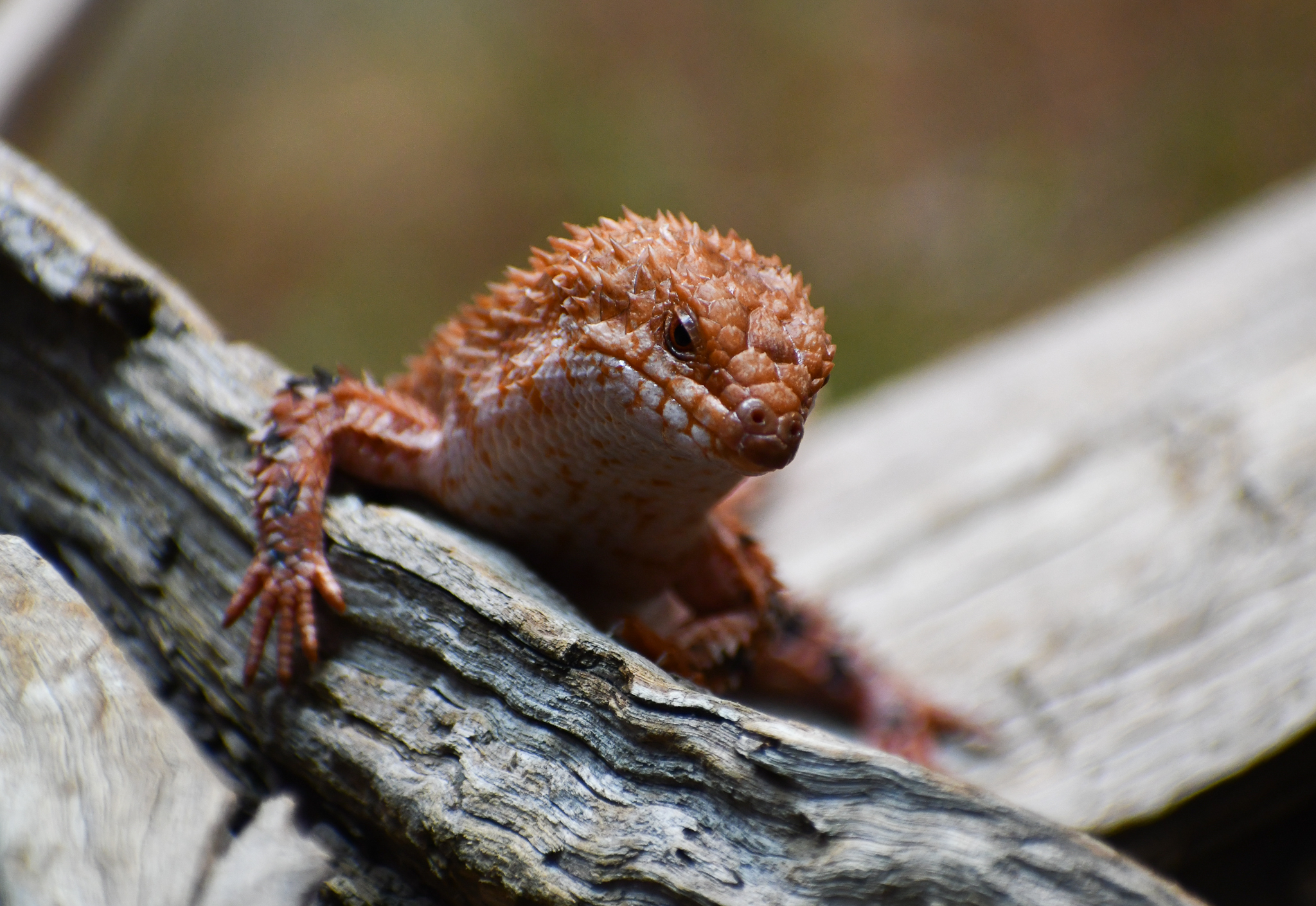 Eastern Pilbara Spiny-tailed Skink