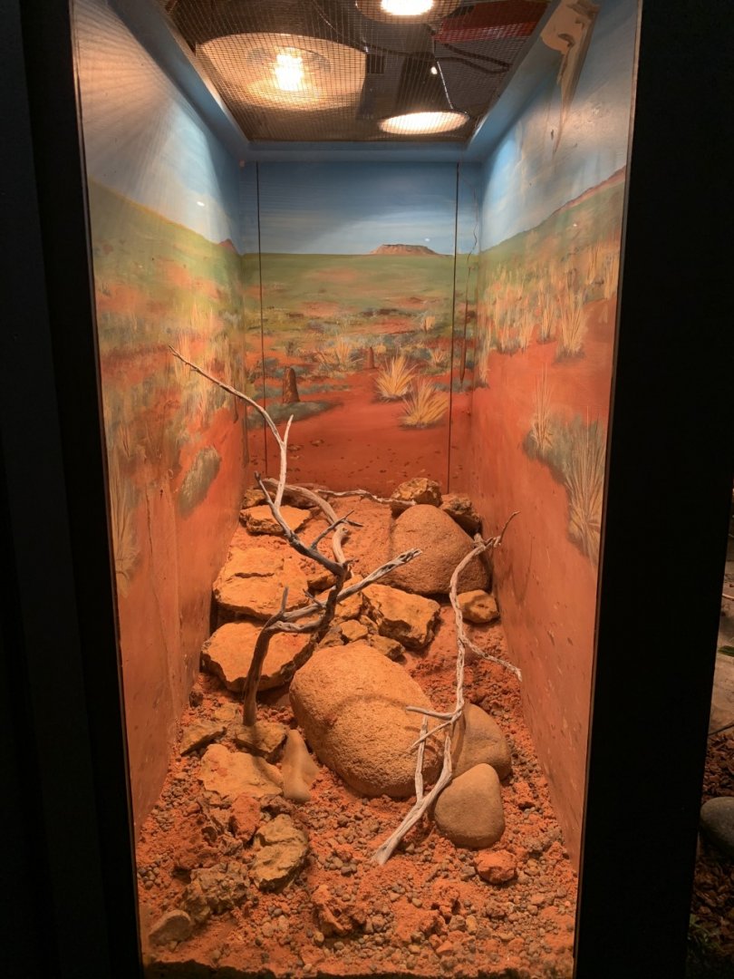 Eastern Pilbra Spiny-tailed Skink Enclosure