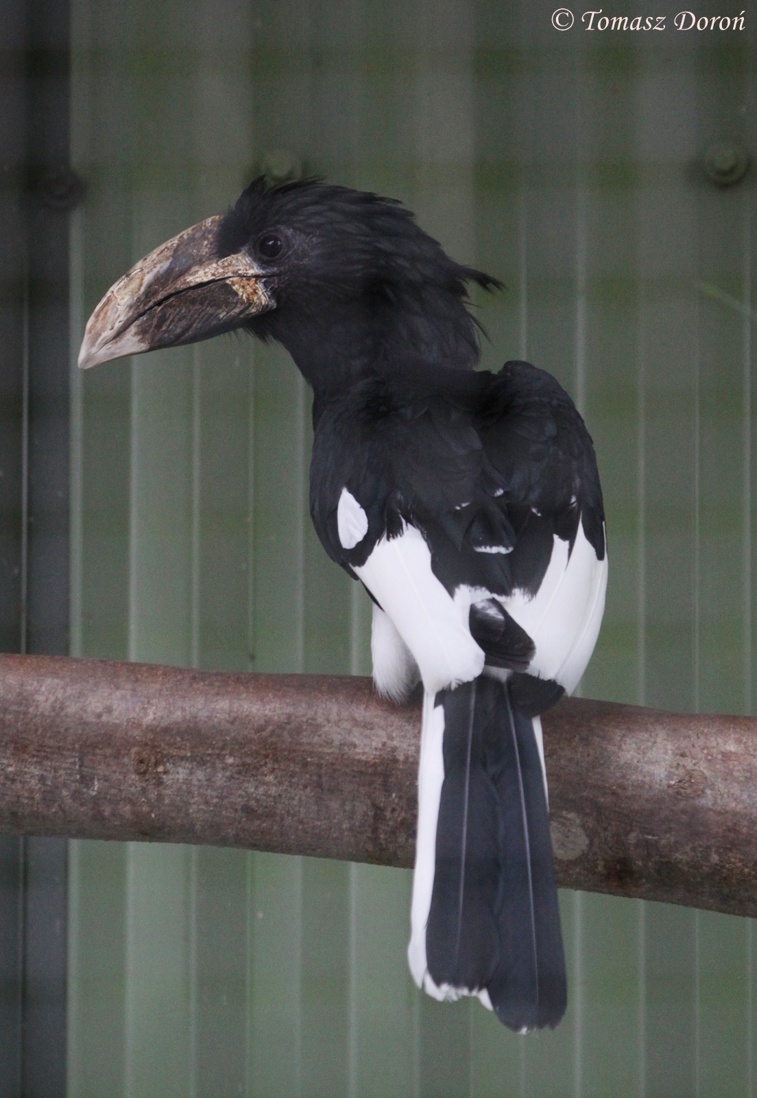 Eastern Piping Hornbill (Bycanistes sharpii), June 2009
