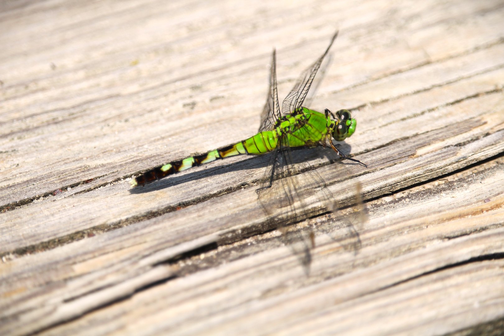 Eastern Pondhawk