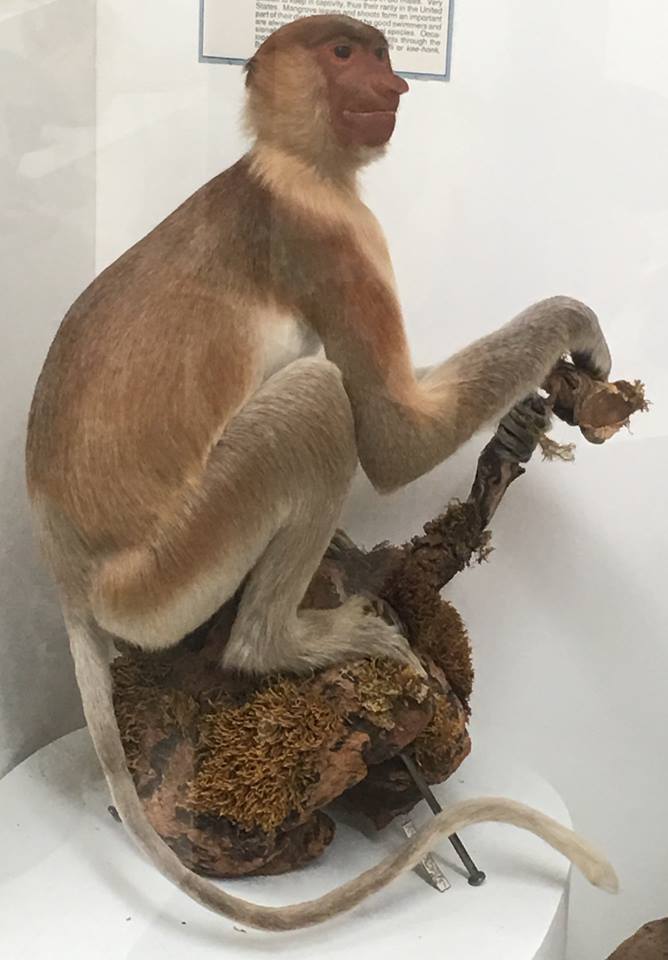 Eastern proboscis monkey (Nasalis larvatus orientalis)