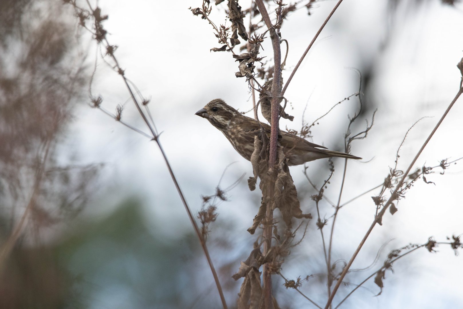 Eastern Purple Finch- Haemorhous purpureus purpureus