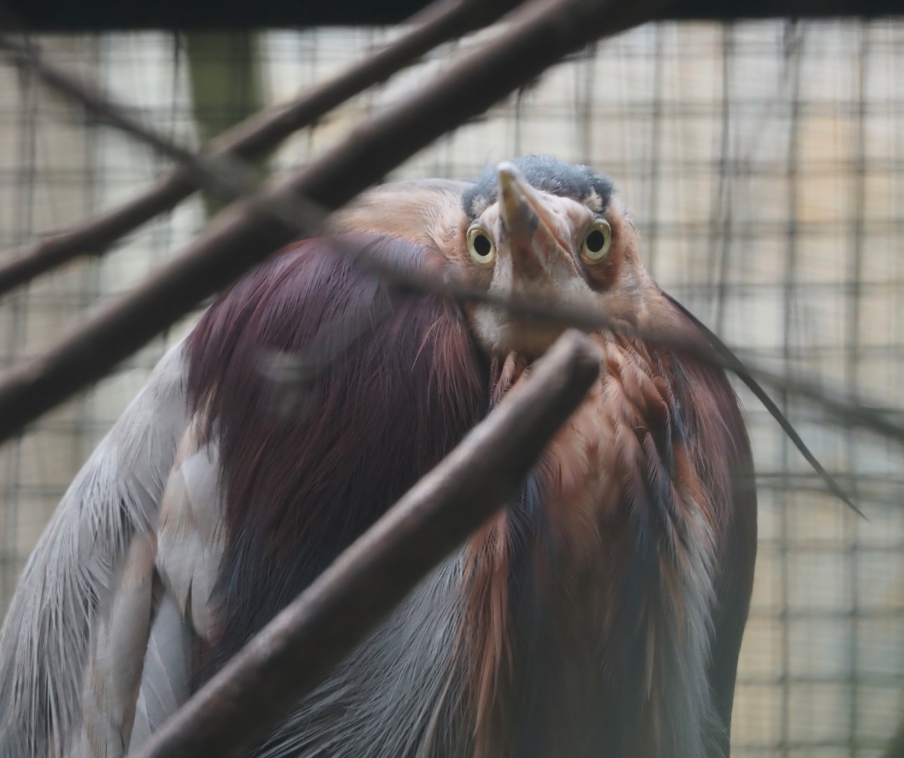 Eastern purple heron (Ardea purpurea manilensis), 2024-05-22