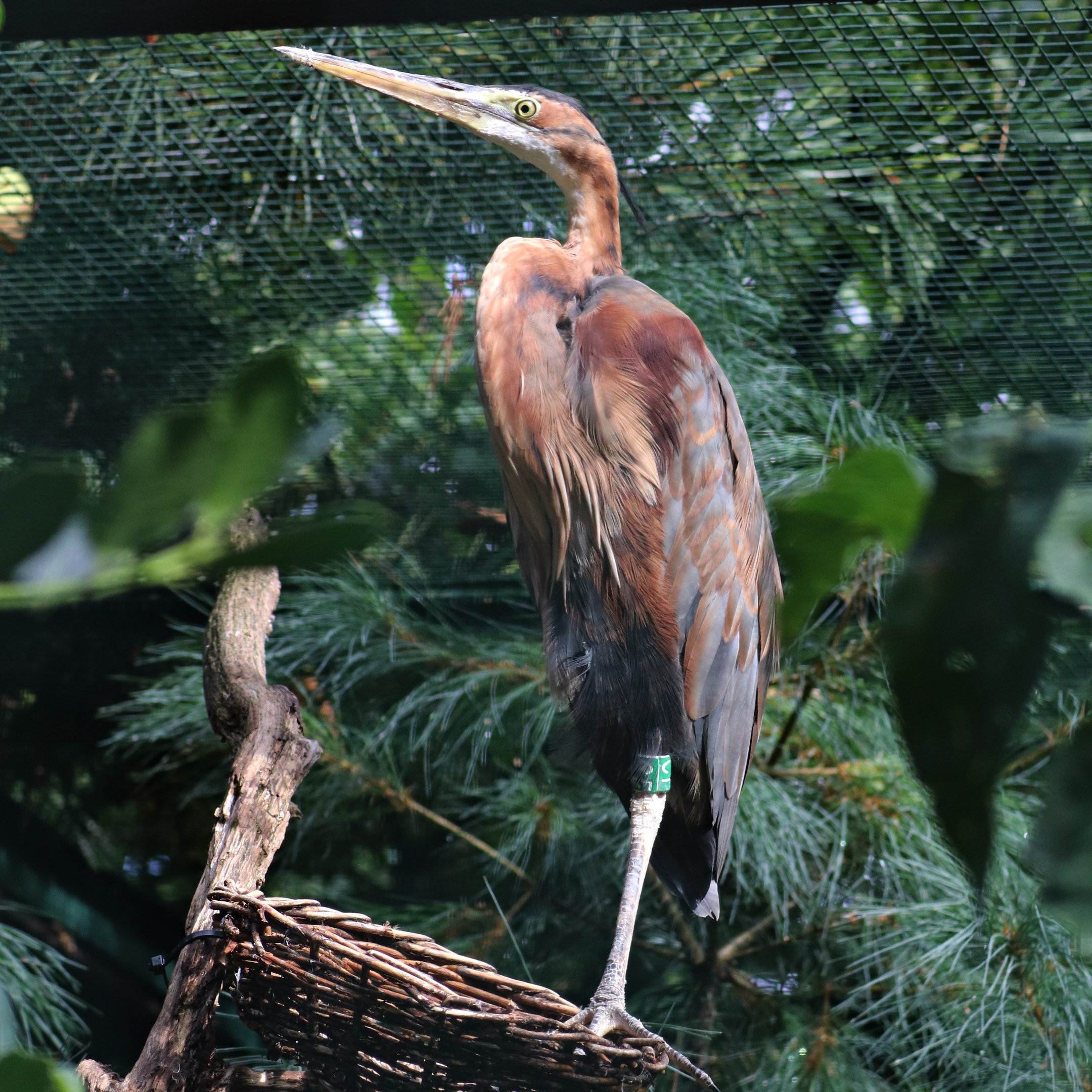 Eastern purple heron (Ardea purpurea manilensis)