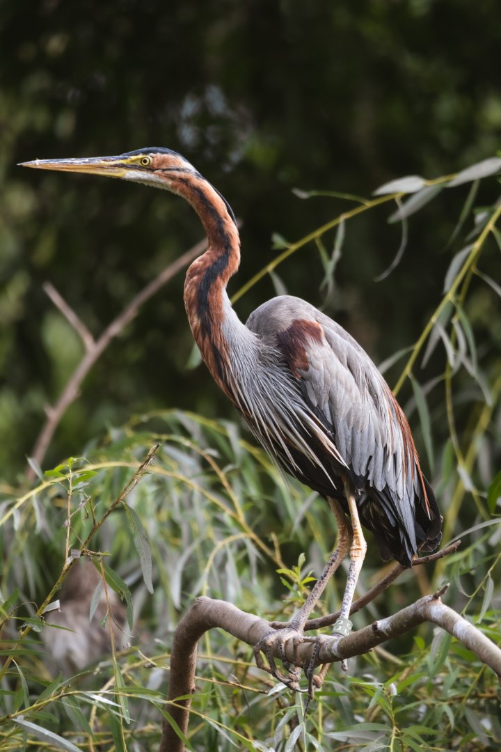 Eastern purple heron (Ardea purpurea manilensis)