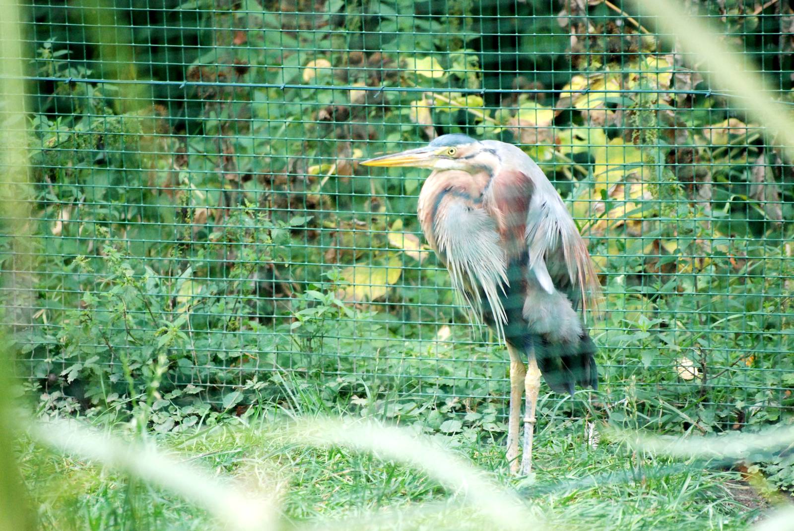 Eastern Purple Heron at Pilsen, 01/09/12