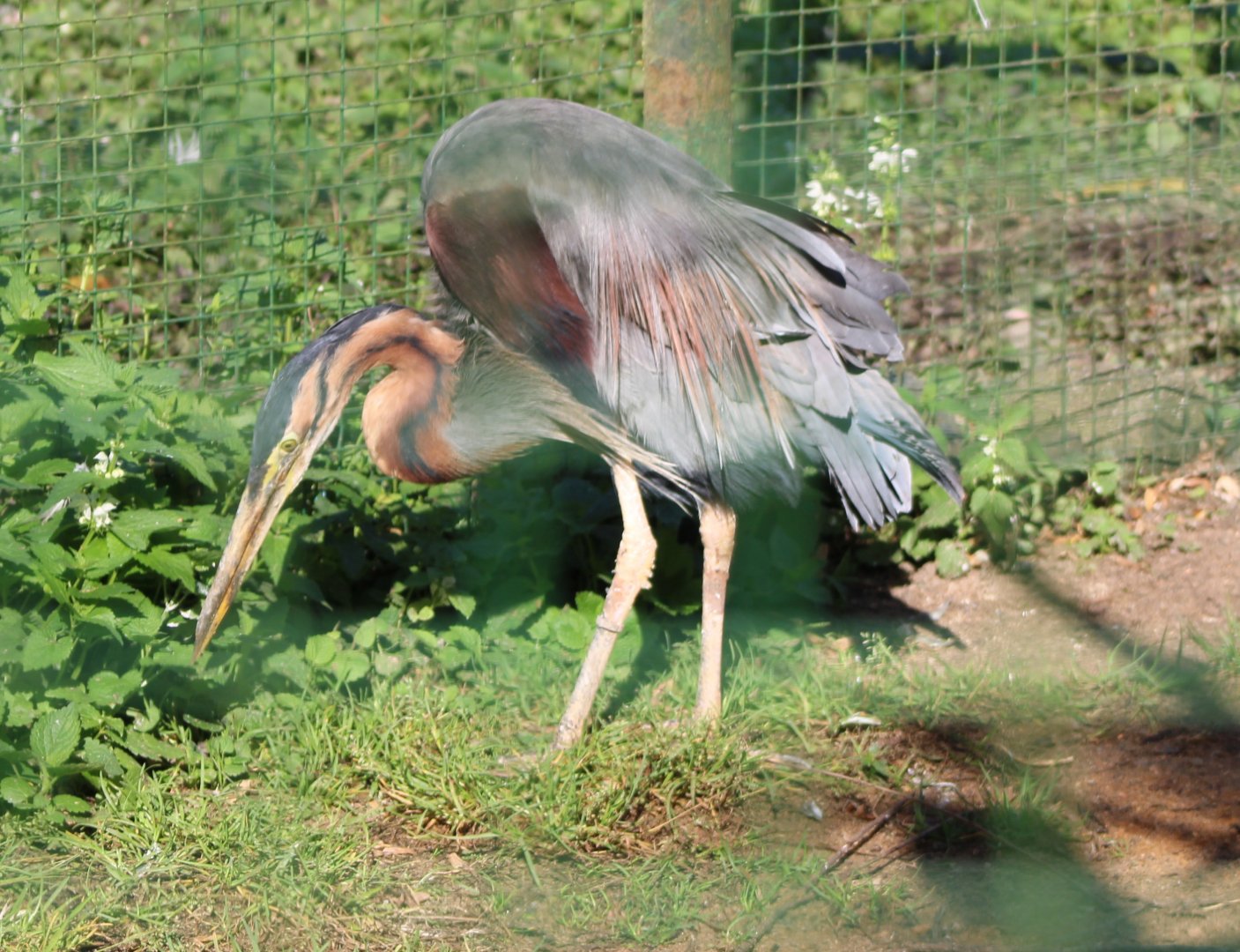 Eastern purple heron