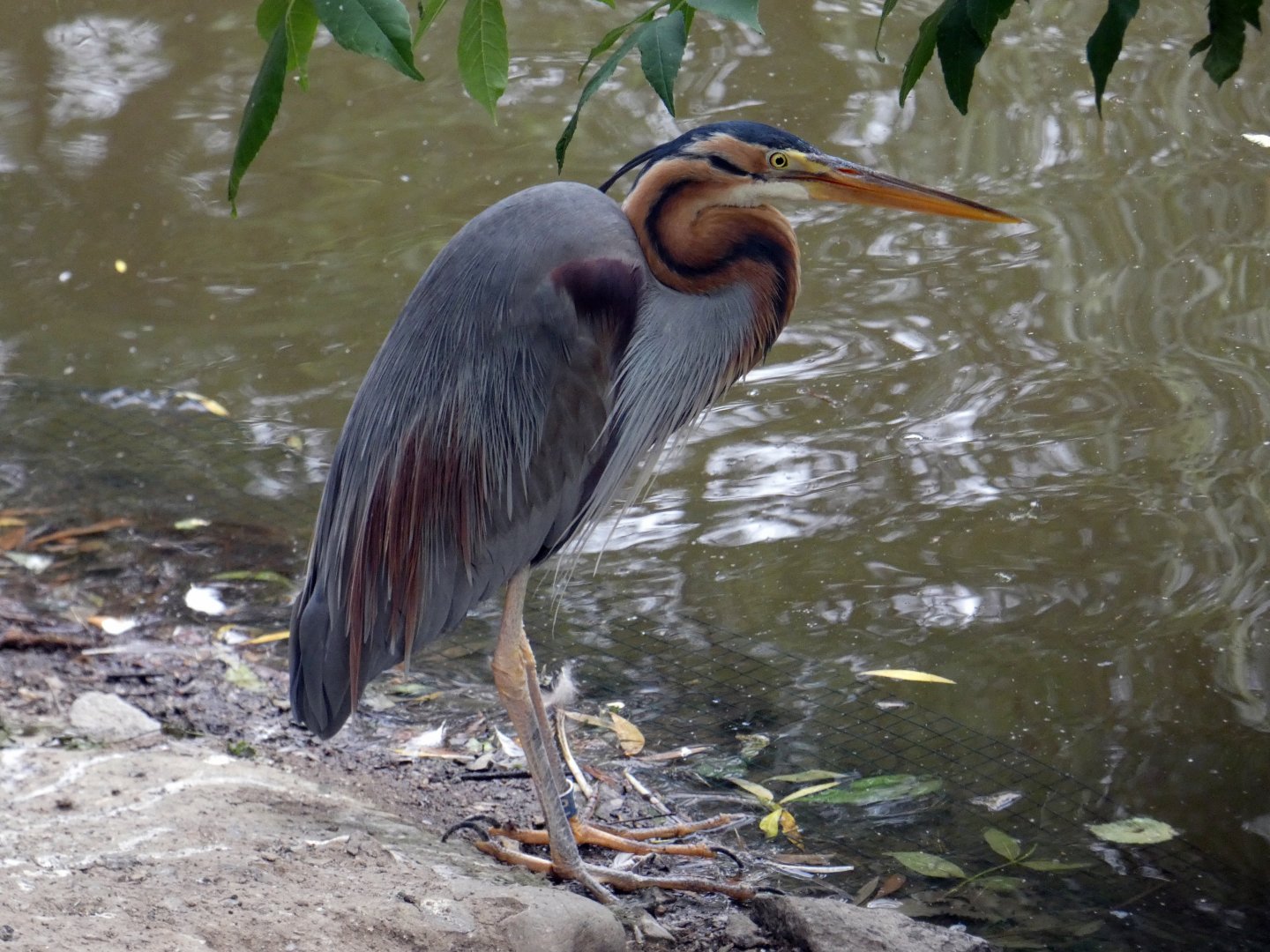 Eastern purple heron