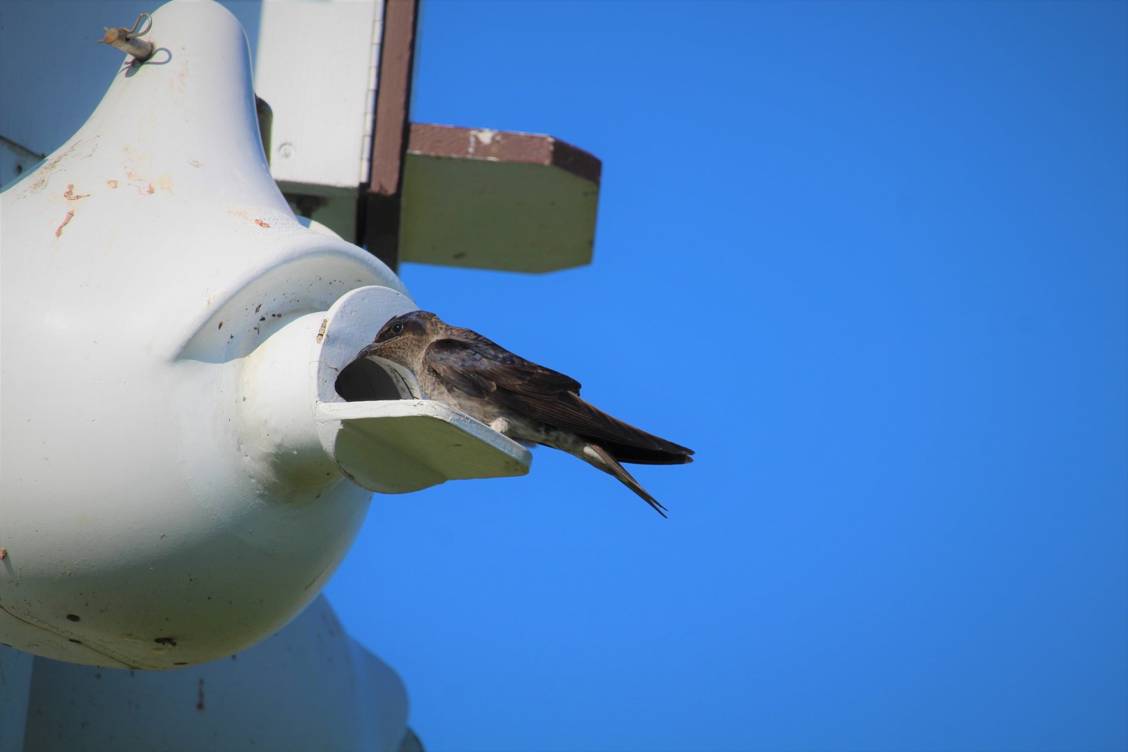 Eastern Purple Martin