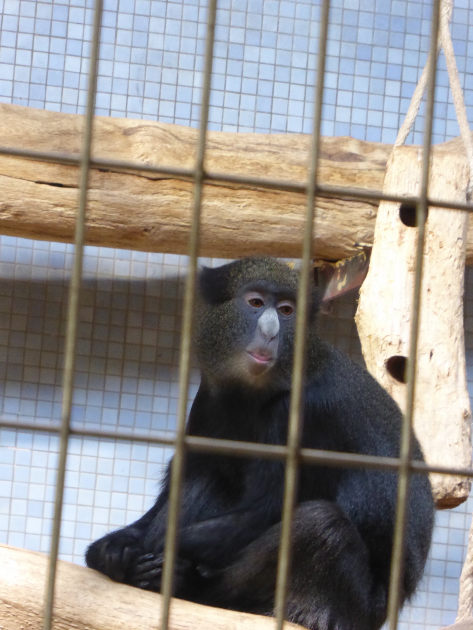 Eastern Putty-nosed Monkey (Cercopithecus nictitans nictitans) at Zoo Duisburg - February 6th 2018