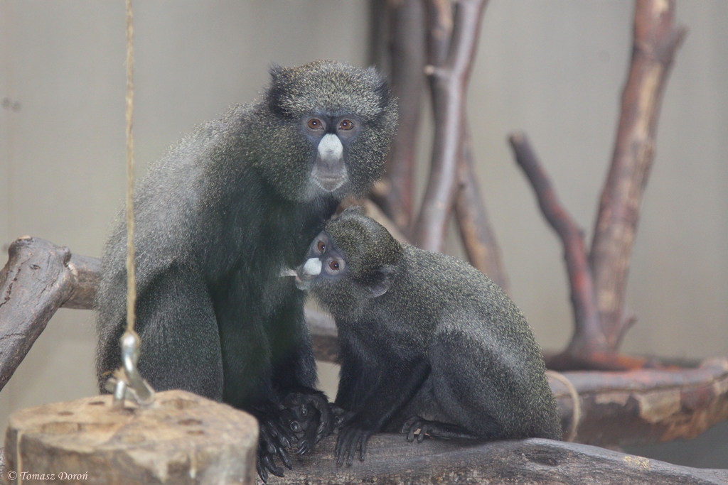 Eastern Putty-nosed Monkey (Cercopithecus nictitans nictitans)