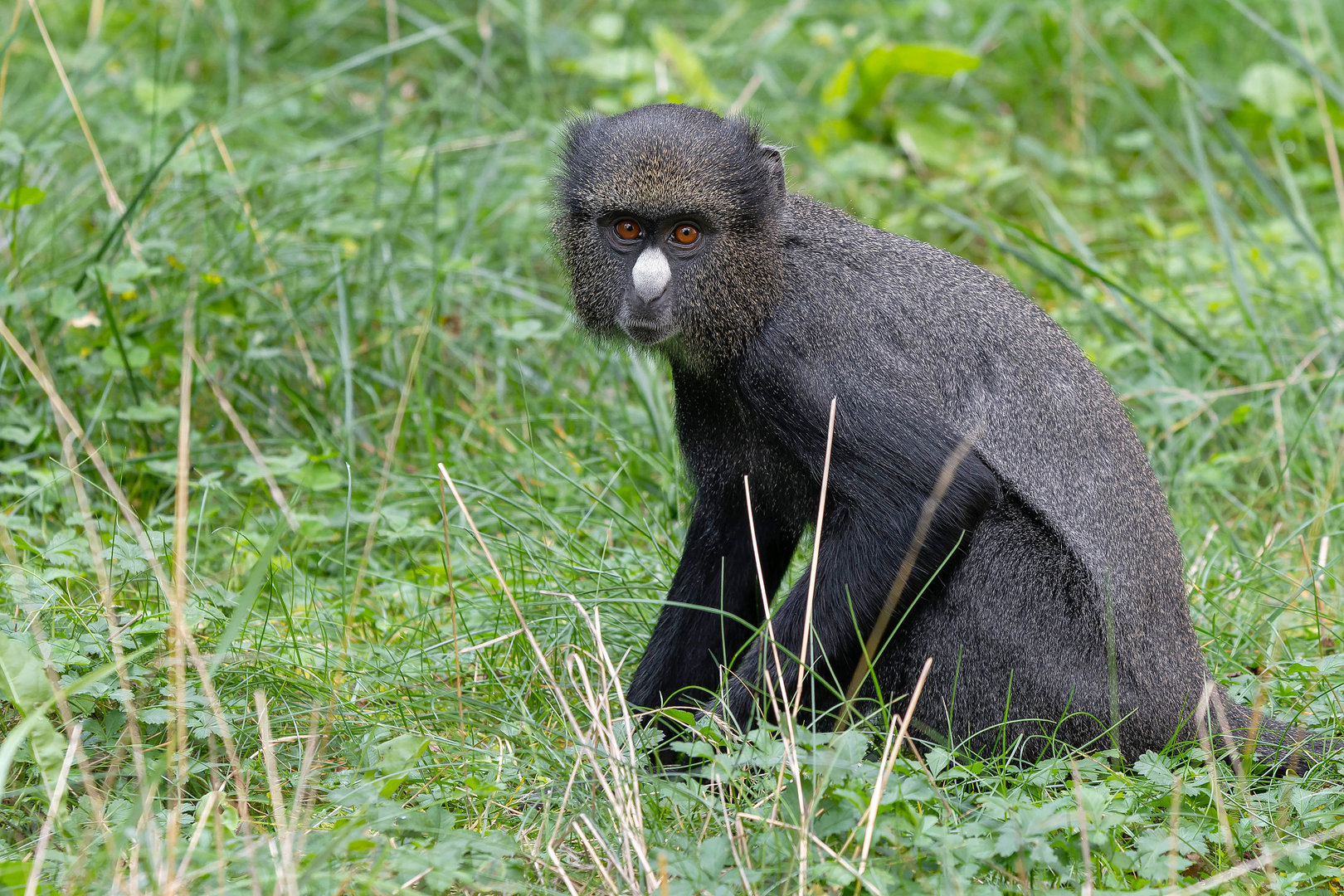 Eastern putty-nosed monkey (Cercopithecus nictitans nictitans)