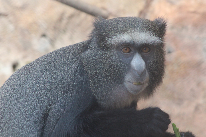 Eastern putty-nosed monkey (Cercopithecus nictitans nictitans)