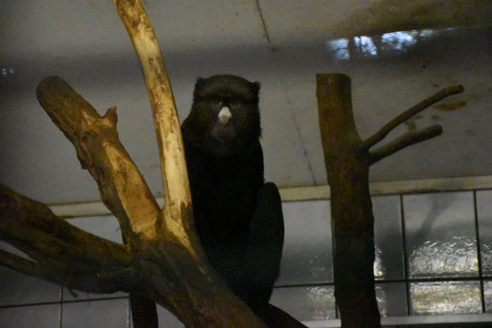 Eastern putty-nosed monkey - Tierpark Germendorf/Eichholz