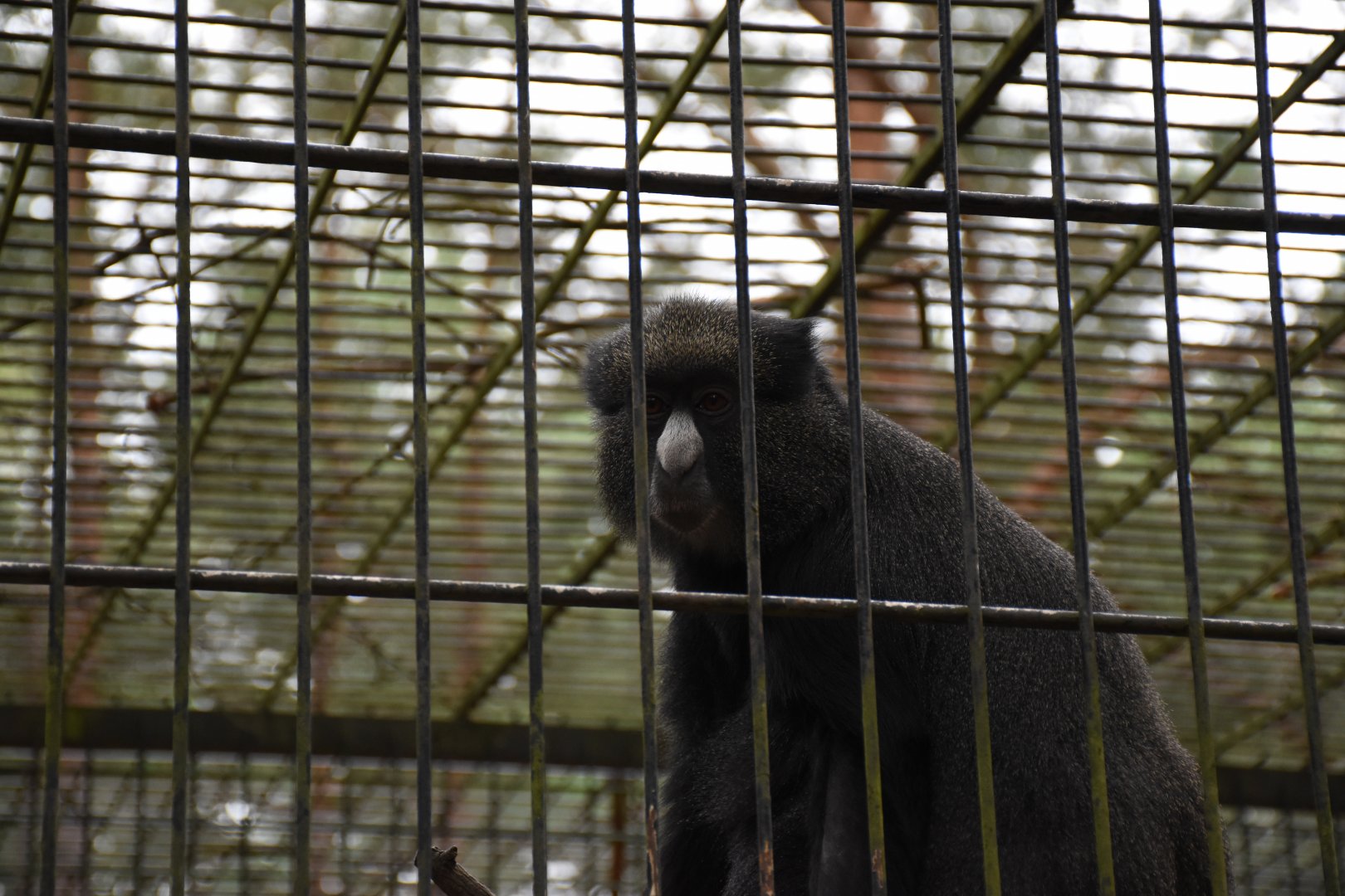 Eastern putty-nosed monkey - Tierpark Germendorf/Eichholz